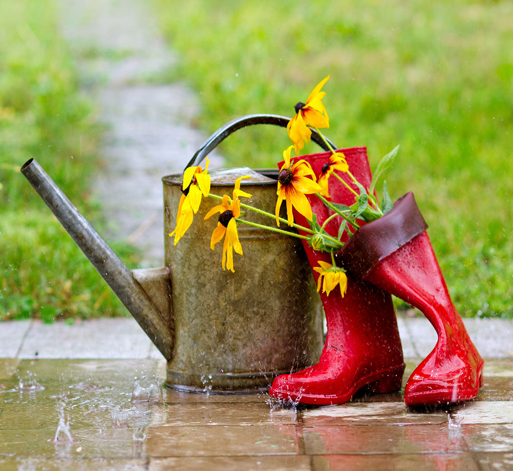 Wet garden with Spring Flowers, watering can and red welly boots