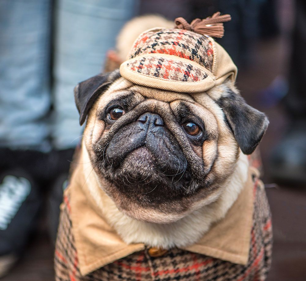 Cute Dog dressed as Sherlock Holmes