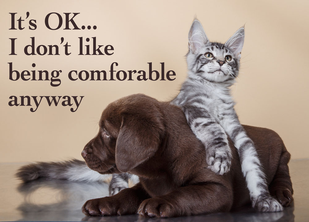 Cute cat sitting on puppy dog with joke caption