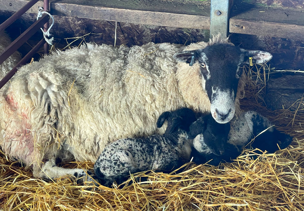 Sheep with new born lambs