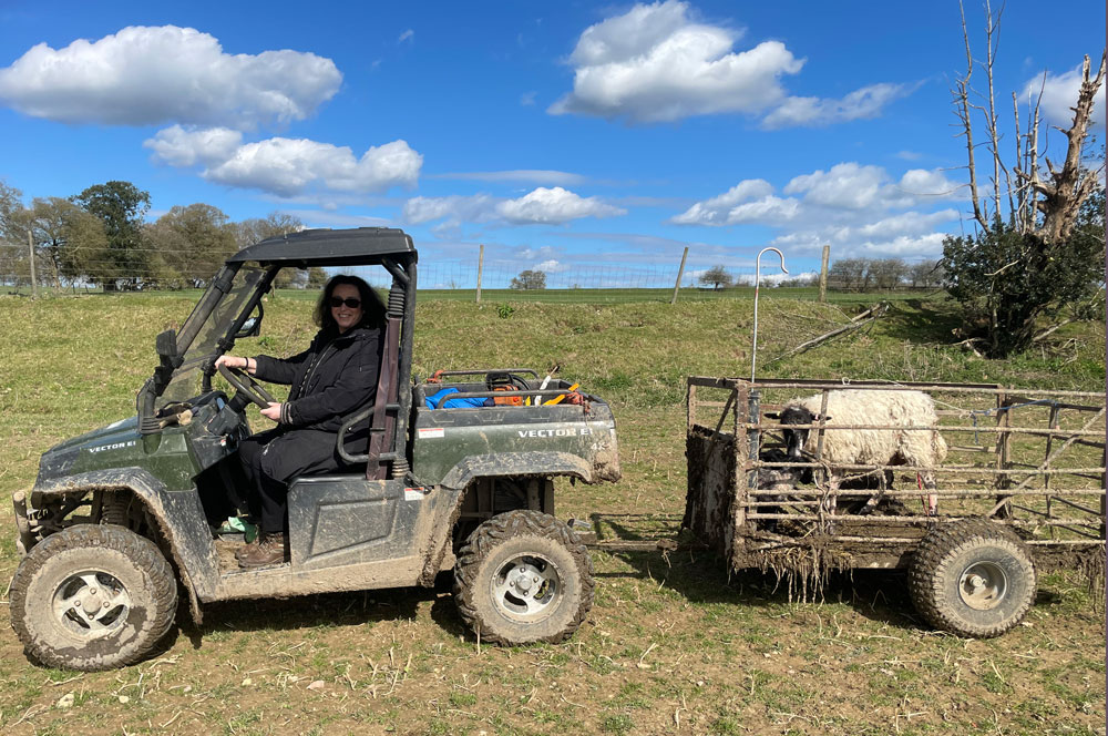 Ali from Bakou driving a farm vehicle with a sheep in the back