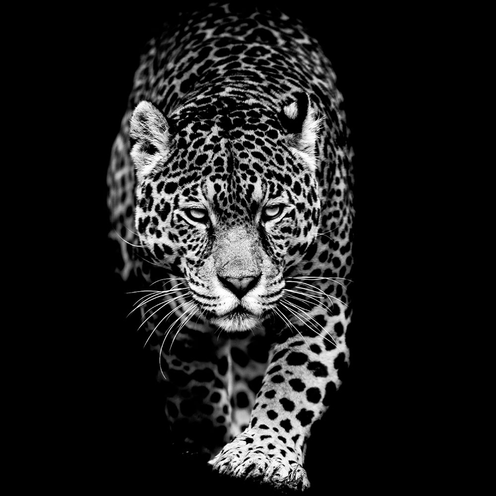 Beatiful Leopard