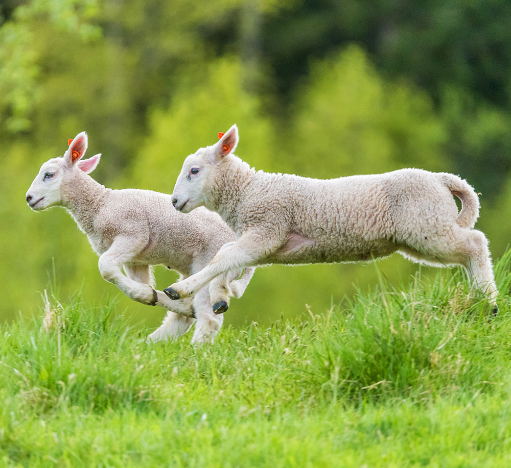 Spring Lambs in Field