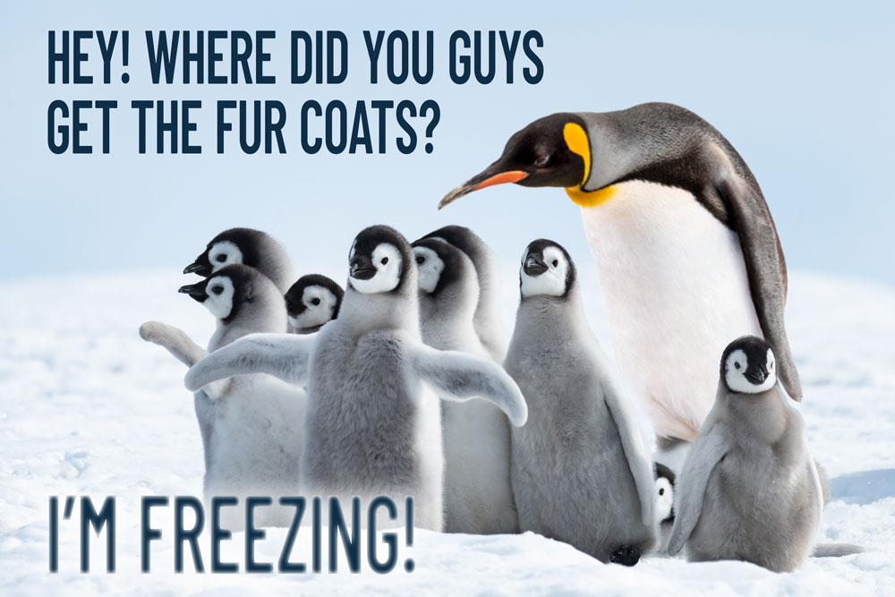 Cute furry penguins with adult asking, 'Hey! Where did you get the fur coats? I'm freezing!