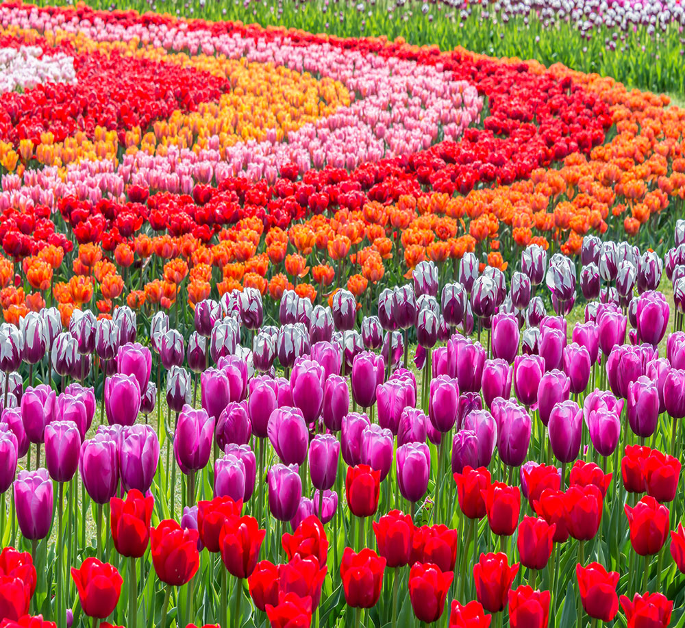 Beautiful field of tulips