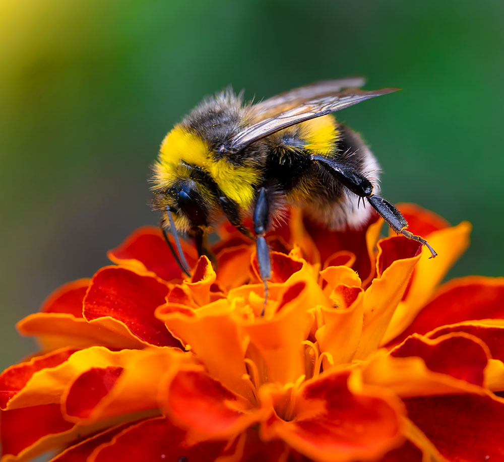 Bumblebee on flower